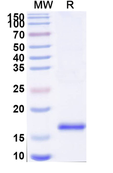 CD16b/FCGR3B Camelus Monoclonal Antibody
