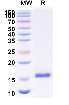 MSLN/Mesothel Camelus Monoclonal Antibody