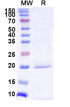 MSLN/Mesothelin Camelus Monoclonal Antibody