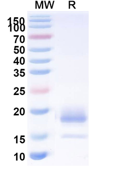 CD274/PD-L1/B7-H1 Camelus Monoclonal Antibody