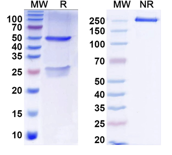 Neisseria meningitidis fhbP/GNA1870/LP2086 Human Monoclonal Antibody