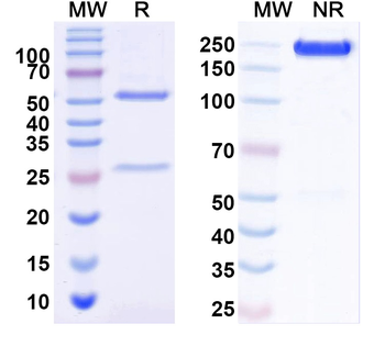 Neisseria meningitidis fhbP/GNA1870/LP2086 Human Monoclonal Antibody
