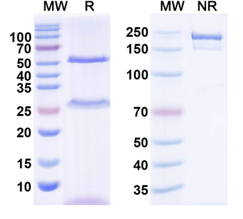 NGF/Beta-NGF Canine Monoclonal Antibody
