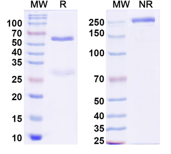 TGFB1/TGF-beta-1 Canine Monoclonal Antibody