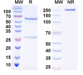 IL31 Feline Monoclonal Antibody