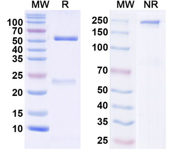 CD279/PDCD1/PD1 Mouse Monoclonal Antibody