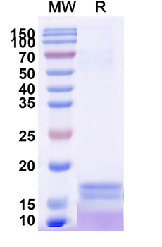 CRP Camelus Monoclonal Antibody