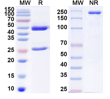 TSHR/LGR3 Mouse Monoclonal Antibody