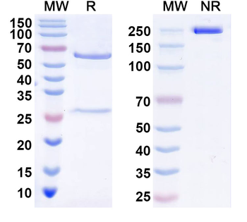 ZSCAN5C Mouse Monoclonal Antibody