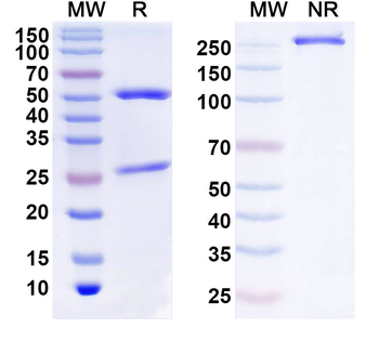 ZSCAN29 Mouse Monoclonal Antibody