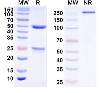 ZSCAN25 Mouse Monoclonal Antibody