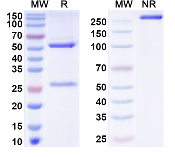 ZSCAN23 Mouse Monoclonal Antibody