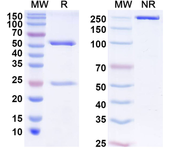 ZNF449 Mouse Monoclonal Antibody