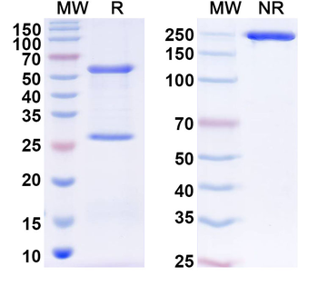 ZNF446 Mouse Monoclonal Antibody