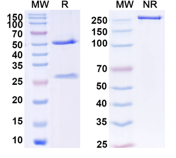 ZNF232 Mouse Monoclonal Antibody