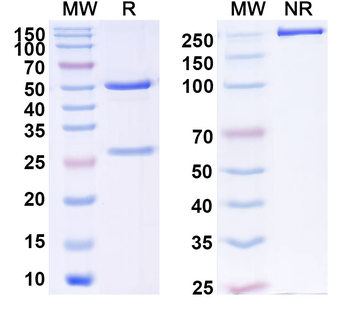 ZNF213 Mouse Monoclonal Antibody