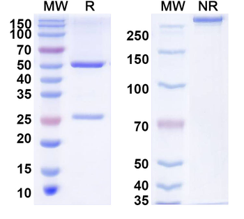 ZHX1 Mouse Monoclonal Antibody