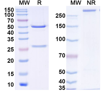 ZHX1 Mouse Monoclonal Antibody