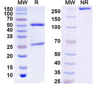 LUM/Lumican Mouse Monoclonal Antibody