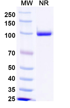 Norovirus/Norwalk virus Capsid protein/VP1 Human Monoclonal Antibody