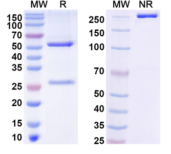Rabies lyssavirus G/Glycoprotein Human Monoclonal Antibody