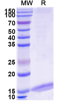 Albumin/Alb Camelus Monoclonal Antibody