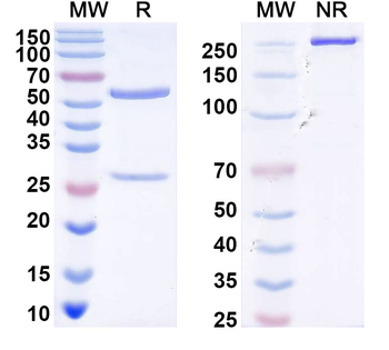 DENV-2 Envelope protein E/EDIII LR C-C' loop Human Monoclonal Antibody