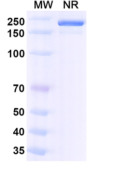 CD274/PD-L1/B7-H1 Mouse Monoclonal Antibody