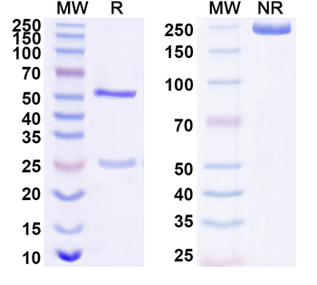 CD274/PD-L1/B7-H1 Mouse Monoclonal Antibody