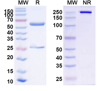 ROR1/NTRKR1 Mouse Monoclonal Antibody