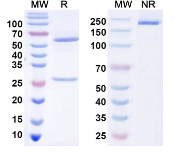 SSEA4 Mouse Monoclonal Antibody