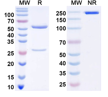 Globo H Mouse Monoclonal Antibody