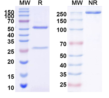 Globo H Mouse Monoclonal Antibody