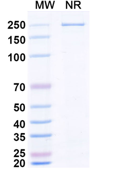 Blood group H antigen/Globo H Human Monoclonal Antibody