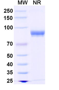 MMP13 Mouse Monoclonal Antibody