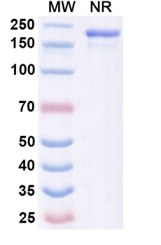 Neisseria meningitidis FHBP Mouse Monoclonal Antibody