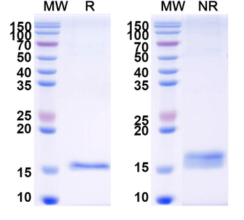CD340/ERBB2/HER2 Camelus Monoclonal Antibody