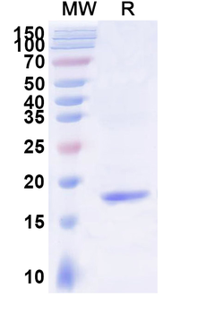 MSLN/Mesothelin Camelus Monoclonal Antibody