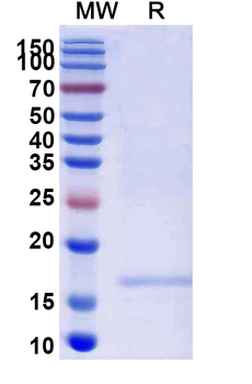 CD332/FGFR2(IIIb) Camelus Monoclonal Antibody