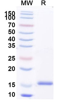 CFH Camelus Monoclonal Antibody