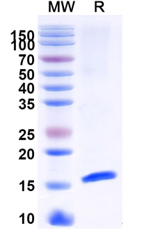 Alternaria species Tenuazonic acid Camelus Monoclonal Antibody