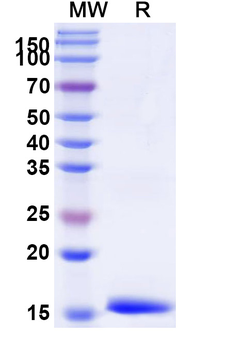 Alternaria species Tenuazonic acid Camelus Monoclonal Antibody