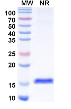Microcystis aeruginosa Microcystin-LR Camelus Monoclonal Antibody