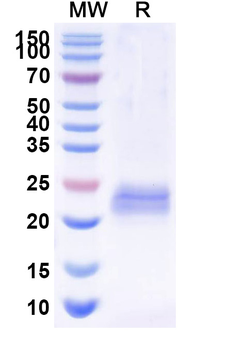 Bacteriophage 933W stxB2/SLT-2b/VT2 Camelus Monoclonal Antibody