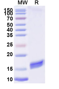Bacteriophage H19B stxB/SLT-1b/VT1 Camelus Monoclonal Antibody