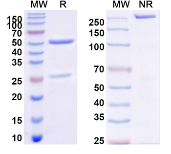 Mexican scorpion Toxin 2/Cn2 Mouse Monoclonal Antibody
