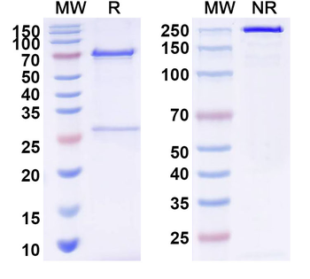 Mexican scorpion Beta-toxin Cl13/Cb3 Mouse Monoclonal Antibody