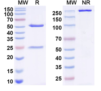 Bacillus anthracis PA/pagA/PA-83 Mouse Monoclonal Antibody