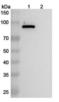 Bacillus anthracis PA/pagA/PA-83 Mouse Monoclonal Antibody