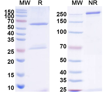 Bacillus anthracis PA/pagA/PA-83 Mouse Monoclonal Antibody